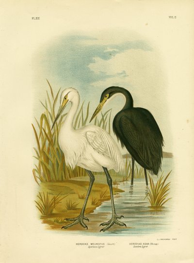 Spotless Egret Or Little Egret, 1891 by Gracius Broinowski